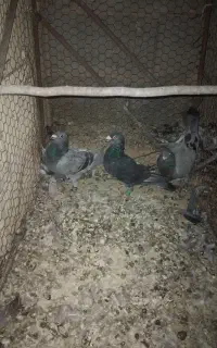 کبوتر