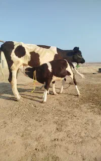 گاو گوساله دار.
