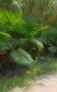 تعدادی پالم