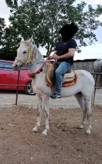 فروش اسب بصورت یکجا و تکی ، قیمت مناسب