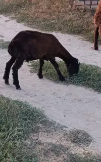بره نر معاوضه