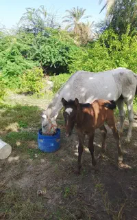 اسب مادیون با کره به فروش می رسد