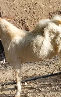 بزنر سفید یک رنگ