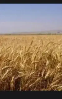 کاه گندم