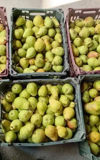 گلابی تازه چین