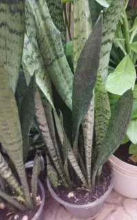 گل طبیعی  زیبا