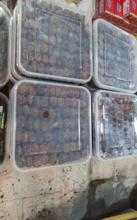 استخدام کارگر ساده