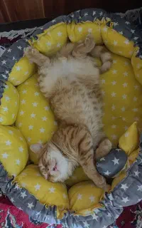اقای لئو گربه مهربون واگذار میشه