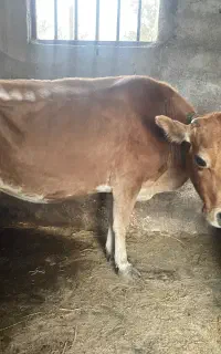گاو جرسی آث