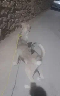 سگ پژدر سگ سراب