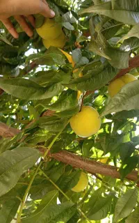 اکانت کلش آف کلنز تان9 تقریبا مکس