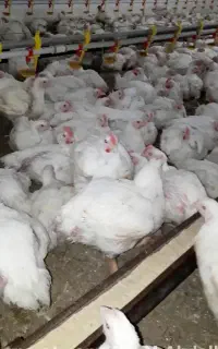 کارگر مرغداری(با تجربه)