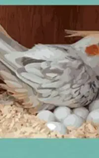 پرنده