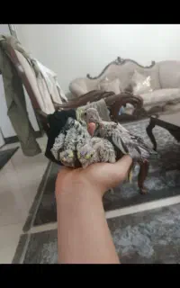 گم شده جفت عروس هلندی