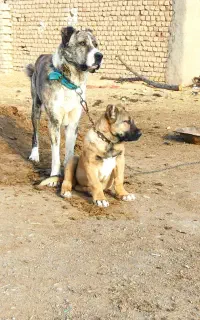 سگ گله ای ۳ ساله