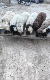 بره