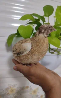 بلدرچین نر