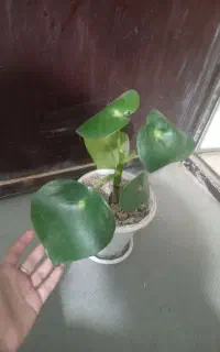 قطره باران