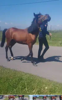 اسب نریان تک نشان