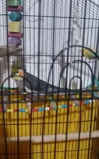 عروس هلندی سخنگو
