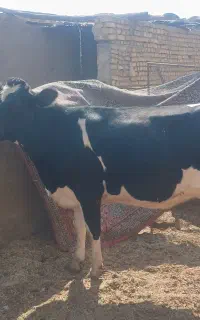 گاو گوساله