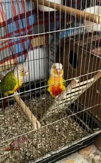 گرینچیک رنگ تیره مولد جفت