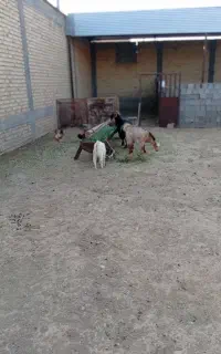 بز کهره
