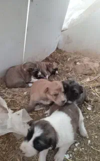 توله سگ ماده