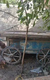 ارابه