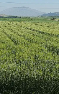 ساخت عکس طبیعی