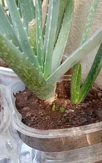 الوورا