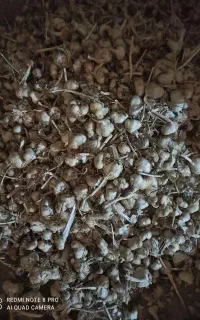 سیر خشک