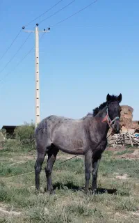 اسب‌‌مادیان‌