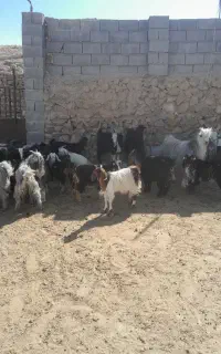 فروش ۴۰راس کره کشتی وداشتی
