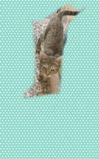 بچه گربه بربری طلایی