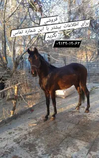 اسب فروشی
