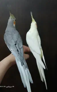 عروس هلندی جفت