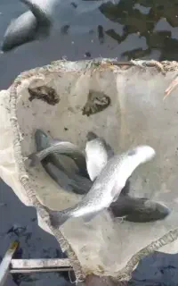 ماهی قزل رنگین کمان فرانسوی به صورت عمده