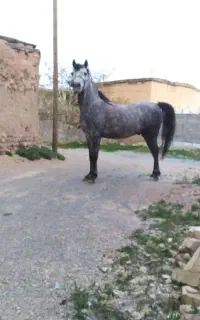 اسب