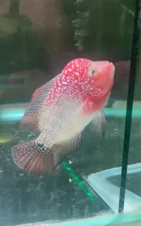 فلاور کامفا