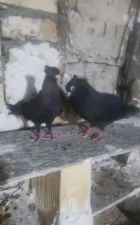 زاغ آبادانی