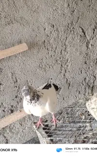 کبوتر وعروس هلندی ماده