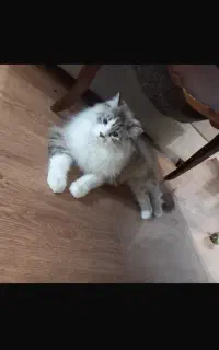 گربه بریتیش