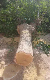 خرید انواع چوب خشک وتر