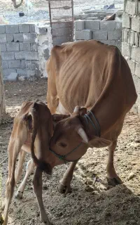 فروش گاو جرسی با گوساله اروم بدون عیب