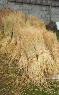 کاه کلوش فقط کلوش ۵۵ دسته