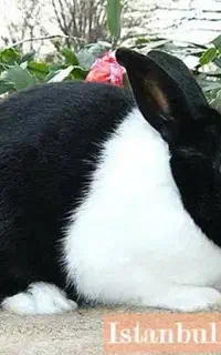 بچه خرگوش و خرگوش بالغ