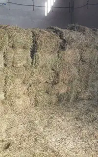 یونجه