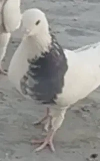 کفتر گمشده