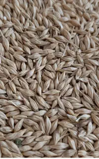 جو بذری